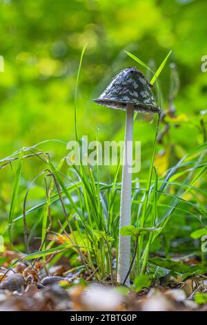 Haubenpilz, Coprinus comatus, auch bekannt als Spargelpilz, Waldboden, Nahaufnahme, Stockfoto