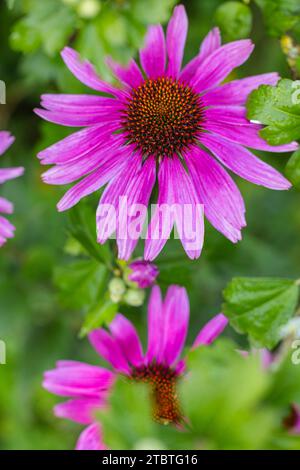 Lila Coneflower im Garten, Echinacea purpurea, Nahaufnahme Stockfoto