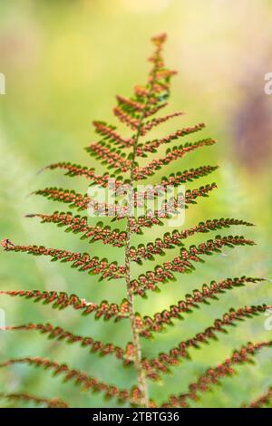 Farnwedel, Flugblätter mit Reifen Sporen, Bokeh Stockfoto