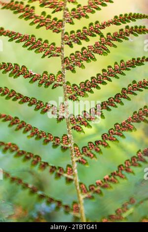 Farnwedel, Flugblätter mit Reifen Sporen, Bokeh Stockfoto