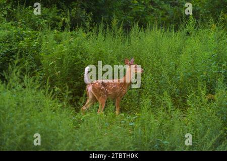 Fawn im Sommer, Weißwedelhirsche, Odocoileus virginianus, Unterart, Weißwedelhirsche, Odocoileus virginianus borealis, süßes Jungtier. Stockfoto