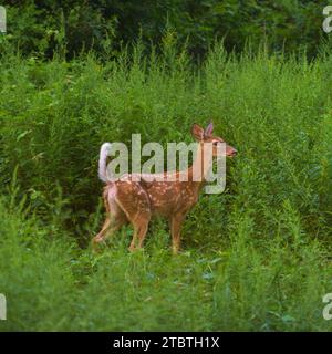 Fawn im Sommer, Weißwedelhirsche, Odocoileus virginianus, Unterart, Weißwedelhirsche, Odocoileus virginianus borealis, süßes Babytier, AT Stockfoto