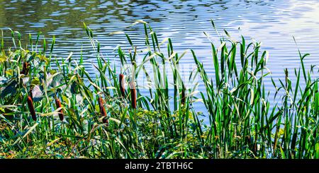 Panoramablick mit gewöhnlichen Laubkatzen, auch bekannt als Bulrushes, Typha latifolia, die am Seeufer wachsen, Rockefeller State Park Preserve, New York Stockfoto