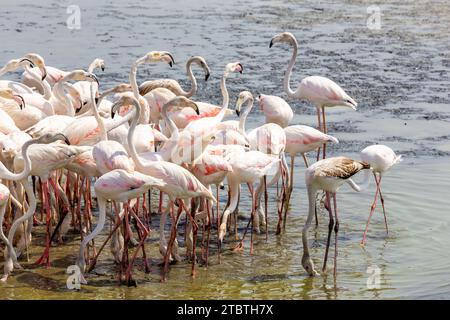 Greater Flamingos (Phoenicopterus roseus) im Ras Al Khor Wildlife Sanctuary in Dubai, Waten in der Lagune und Angeln. Stockfoto