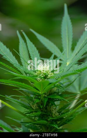 Detail einer Cannabispflanze mit jungen Knospen, die zwischen den Blättern wachsen Stockfoto