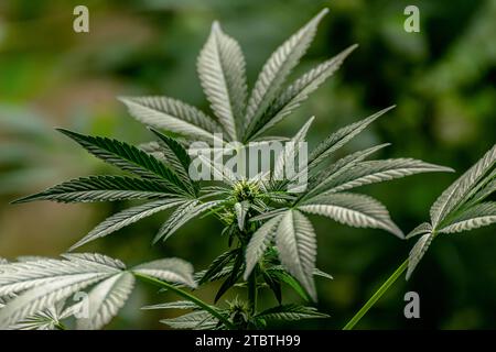 Detail einer Cannabispflanze mit jungen Knospen, die zwischen den Blättern wachsen Stockfoto