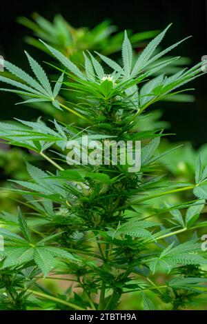 Detail einer Cannabispflanze mit jungen Knospen, die zwischen den Blättern wachsen Stockfoto
