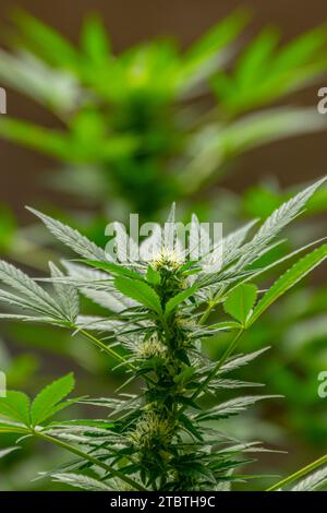 Detail einer Cannabispflanze mit jungen Knospen, die zwischen den Blättern wachsen Stockfoto