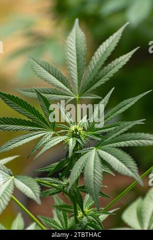 Detail einer Cannabispflanze mit jungen Knospen, die zwischen den Blättern wachsen Stockfoto
