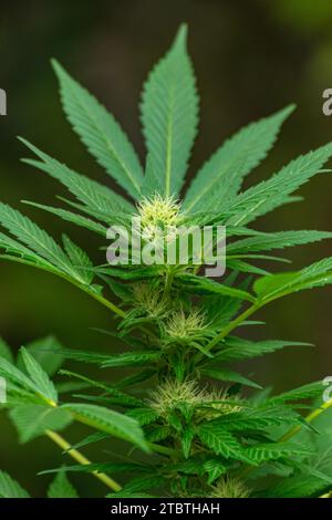 Detail einer Cannabispflanze mit jungen Knospen, die zwischen den Blättern wachsen Stockfoto