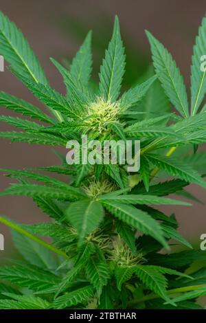 Detail einer Cannabispflanze mit jungen Knospen, die zwischen den Blättern wachsen Stockfoto