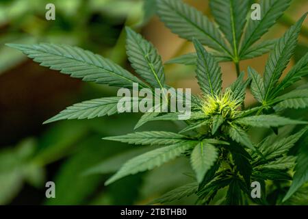 Detail einer Cannabispflanze mit jungen Knospen, die zwischen den Blättern wachsen Stockfoto