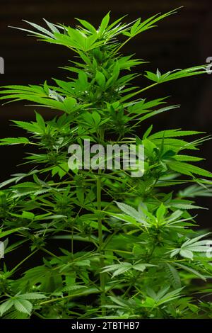 Detail einer Cannabispflanze mit jungen Knospen, die zwischen den Blättern wachsen Stockfoto