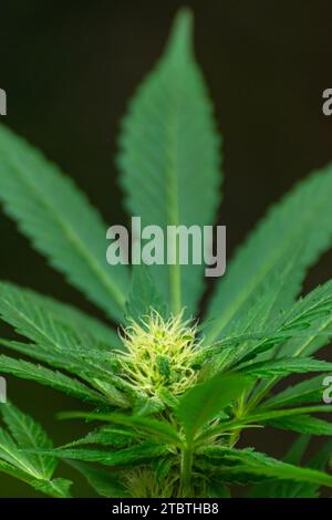 Detail einer Cannabispflanze mit jungen Knospen, die zwischen den Blättern wachsen Stockfoto