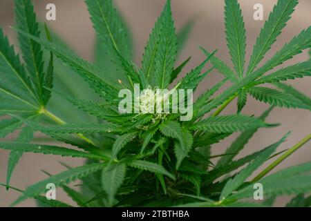 Detail einer Cannabispflanze mit jungen Knospen, die zwischen den Blättern wachsen Stockfoto