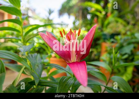 Lila Lilienblüte (Lilium bulbiferum) Stockfoto