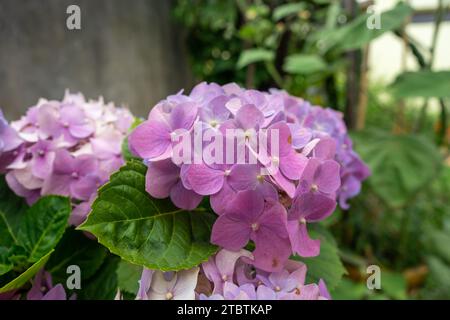 Cluster rosa Hortensie Macrophylla Blüten Stockfoto
