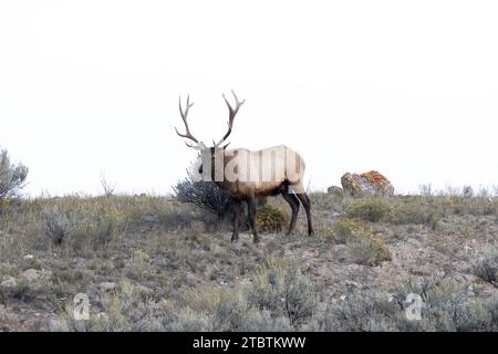 Männliche Elche in Yellowstone während der Brunftsaison Stockfoto