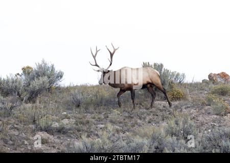 Männliche Elche in Yellowstone während der Brunftsaison Stockfoto