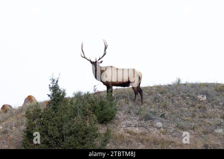 Männliche Elche in Yellowstone während der Brunftsaison Stockfoto