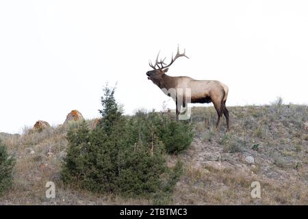 Männliche Elche in Yellowstone während der Brunftsaison Stockfoto