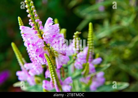 Lila gehorsame Pflanzenblüten im Naturgarten in Nahaufnahme Stockfoto