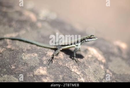 Kleine Gemeine Gestreifte Echse Auf Dem Felsen Stockfoto