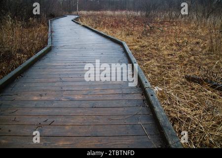Verwinkelter Holzsteg durch die ruhige Herbstlandschaft in Ann Arbor, Michigan Stockfoto