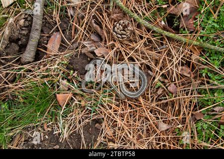 Getarnte Schlange auf Waldboden mit Tannenzapfen und Kiefernnadeln Stockfoto