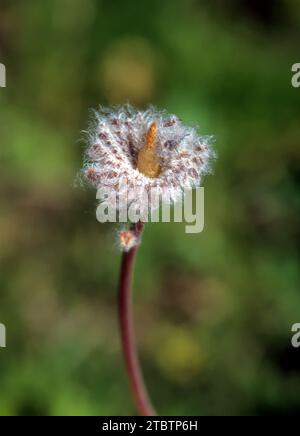 Samen nach der Blüte der Anemone coronaria, der Mohnanemone, der spanischen Ringelblume oder der Windblume, Stockfoto