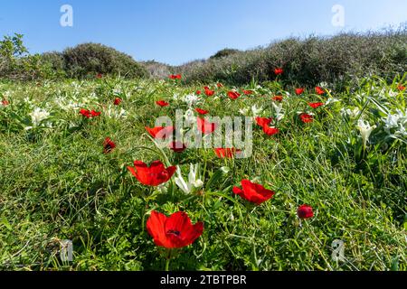 Anemone coronaria, die Mohnanemone, spanische Ringelblume oder Windblume, ist eine blühende Pflanzenart aus der Familie der Butterblumen Stockfoto