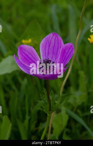 Anemone coronaria, die Mohnanemone, spanische Ringelblume oder Windblume, ist eine blühende Pflanzenart aus der Familie der Butterblumen Stockfoto