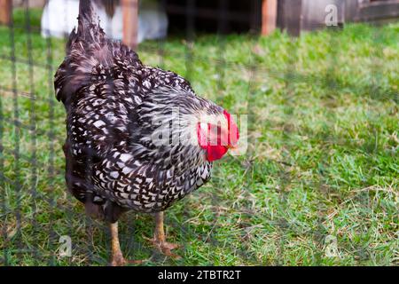 Reife gesprenkelte Hen weidet auf Green Farm in Tennessee Stockfoto