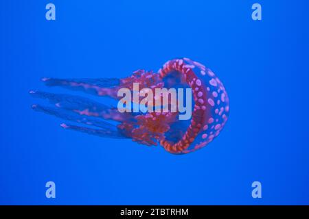 Lebendige Quallen schwimmen im Deep Blue Aquarium Waters, Gatlinburg, Tennessee Stockfoto