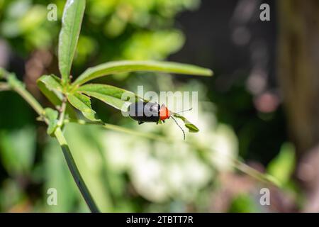 Käfer, Käfer auf einem grünen Blatt Stockfoto