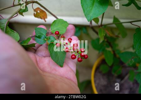 Menschliche Hand, die kleine rote Früchte hält Stockfoto