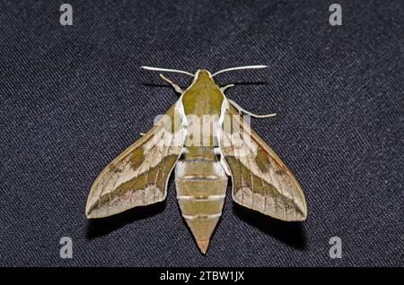 Falter Schmetterling, Spurge Hawk, Hyles euphorbiae Stockfoto