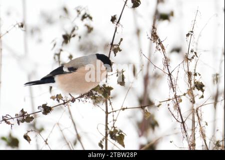 Pyrrhula pyrrhula alias eurasische Bullfink weiblich. Der schöne bunte Vogel aus Tschechien sucht im Schnee Nahrung. Stockfoto