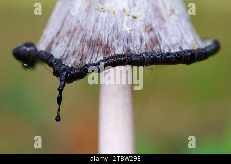 Schwarze Tintenflüssigkeit tropft von der Kappe eines zotteligen Pilzes, Coprinus comatus. Die Flüssigkeit ist voller Sporen, die in neue Lebensräume abgespült werden Stockfoto