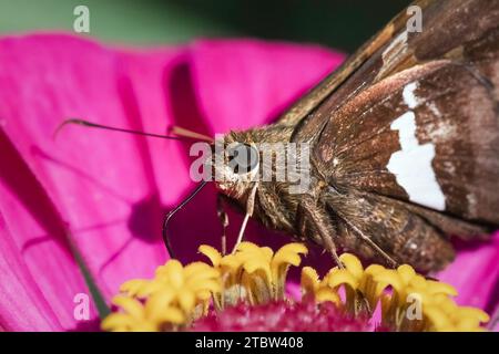 Äußerste Nahaufnahme eines Silver Spotted Skipper Butterfly (Epargyreus clarus), der seine Proboscis-Zunge verwendet, um Nektar aus einer rosa Zinnienblüte zu holen Stockfoto