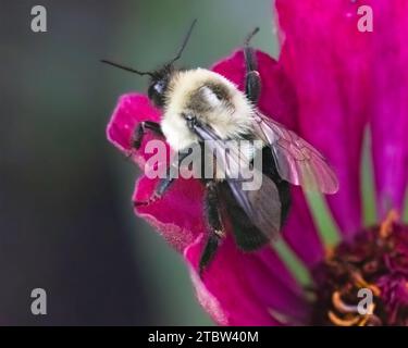 Eine Queen Common Eastern Humble Bee (Bombus impatiens), die sich auf einer rosa Zinnienblüte auf den Flug vorbereitet. Long Island, New York, USA Stockfoto