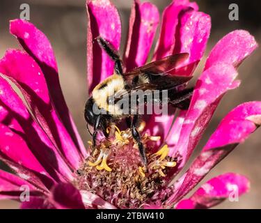 Eine weibliche Östliche Tischlerbiene (Xylocopa virginica) bestäubt eine rosafarbene Zinnienblüte mit dem Bein in der Luft. Long Island, New York, USA Stockfoto