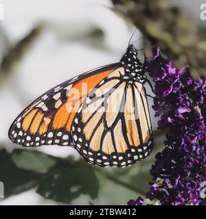 Ein gefährdeter Monarch-Schmetterling (Danaus plexippus) mit orangefarbenen Flügeln mit schwarz-weißen Markierungen, der sich von violetten Schmetterlingsstrauchblüten ernährt. Stockfoto