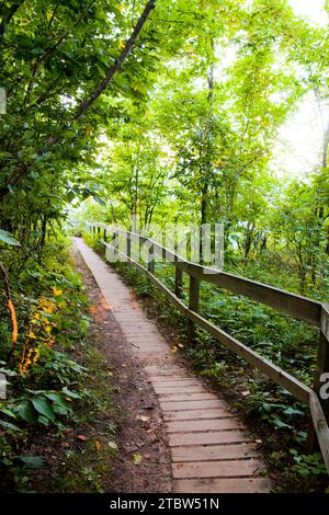 Sonnendurchfluteter Holzsteg Schlängelt Sich Durch Den Üppigen Michigan Forest Stockfoto