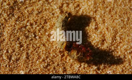 Wüstenfeuer-Ameise schlängelt mit und verschlingt eine Pinakatkäfer-Larven auf dem heißen Wüstensand. Stockfoto