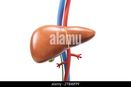 Leberorgan mit Gesundheitskonzept, 3D-Darstellung. 3D-Abbildung. Stockfoto
