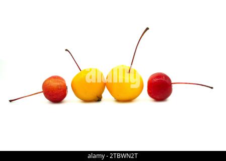 Wilde Äpfel oder Krabbenäpfel auf weißem Hintergrund. Malus baccata Stockfoto
