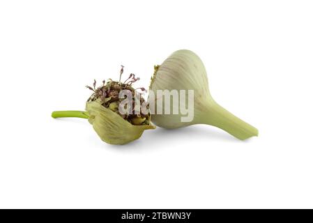 Frische Knoblauchzwiebeln und Bulbileln isoliert auf weiß. Knoblauch aus Bulbileln anbauen Stockfoto