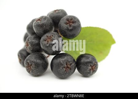 Die schwarze (Aronia melanocarpa) Apfelbeere genannt. Isoliert auf weißem Hintergrund Stockfoto