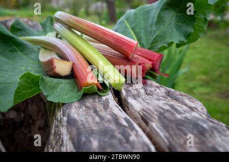 Frisch geerntete Stiele und Blätter von Rhabarber liegen auf einem verwitterten Holzstamm in Nahaufnahme niedrigen Winkel Stockfoto